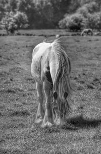 Horse on field