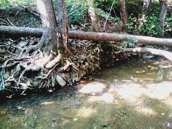 Close-up of old tree trunk by river in forest