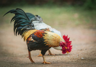 Close-up of rooster on land