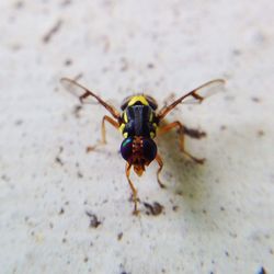 Close-up of insect