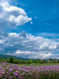 Scenic view of lavender field against cloudy sky