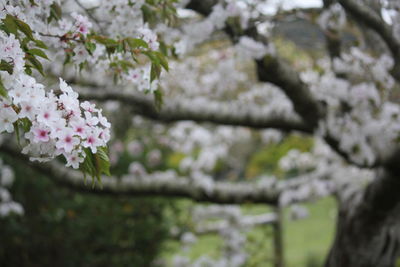 Close-up of cherry blossoms in spring