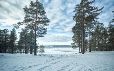 Trees on snow covered field against sky