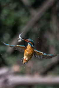 Kingfisher with fish in beak