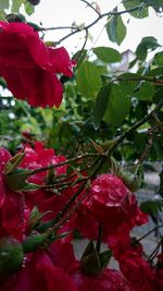 Close-up of red flowering plant