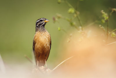 Close-up of bird perching on plant