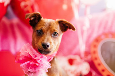 Close-up portrait of dog