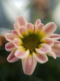 Close-up of pink flower blooming outdoors