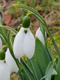 Close-up of white flower blooming outdoors