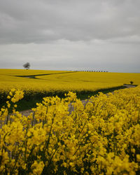 Scenic view of oilseed rape field against sky