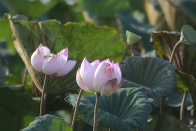 Close-up of pink lotus water lily