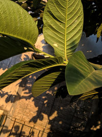 High angle view of leaves on plant