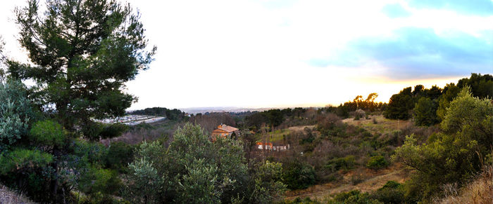 Trees on landscape against sky