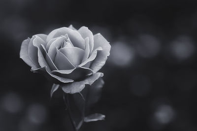 Close-up of rose against blurred background