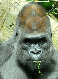 Close-up of gorilla in zoo