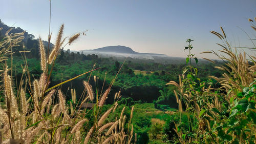 Plants growing on land against sky