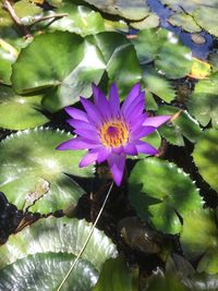 Close-up of purple lotus water lily in pond