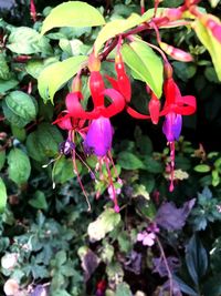 Close-up of pink flowers blooming outdoors