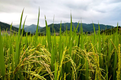 Crops growing on field against sky