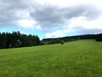 Trees on field against sky