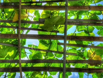 Low angle view of green plants against trees