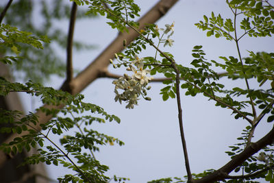 Low angle view of tree against sky