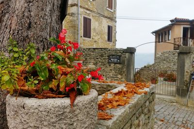 View of red flowers and building
