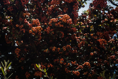 Close-up of flowering plant