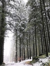 Trees in forest during winter