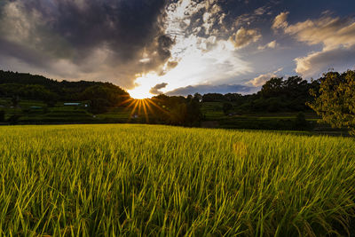 Scenic view of field against sky during sunset