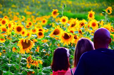 Rear view of family at sunflower field