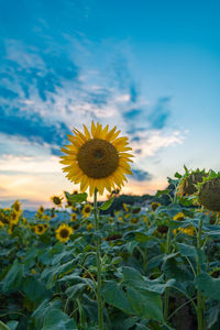 Close-up of sunflower