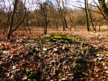 Trees in forest