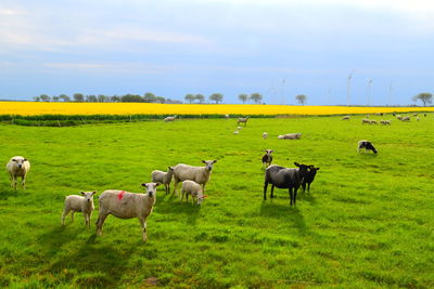 Sheep grazing on field against sky