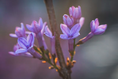 Close-up of purple flowers blooming outdoors