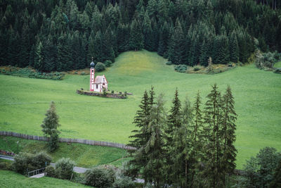 High angle view of pine trees in forest