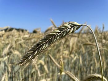 Close-up of stalks in field against sky