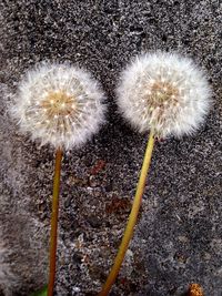Close-up of dandelion flower