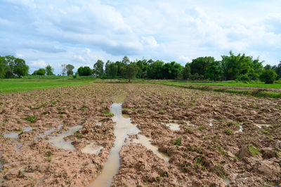 Scenic view of field against sky