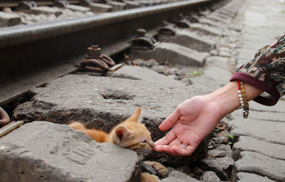 Hand reaching out to a stray kitten in a railroad track