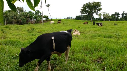 Cows grazing on field against sky