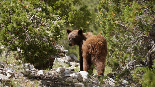 Black bear in forest