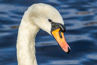 Close-up of swan