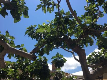 Low angle view of tree against blue sky