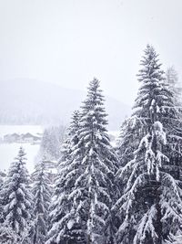 Snow covered trees on field during foggy weather