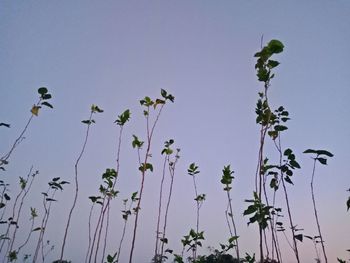 Low angle view of flowering plants against clear sky
