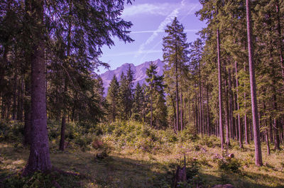 Trees in forest against sky