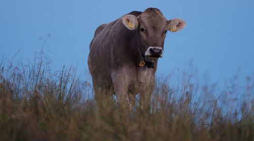 Cow standing in grass against clear sky