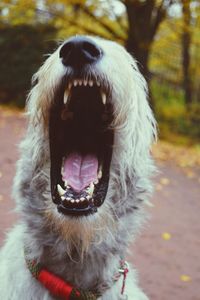 Close-up portrait of dog