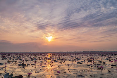 Scenic view of sea against sky during sunset